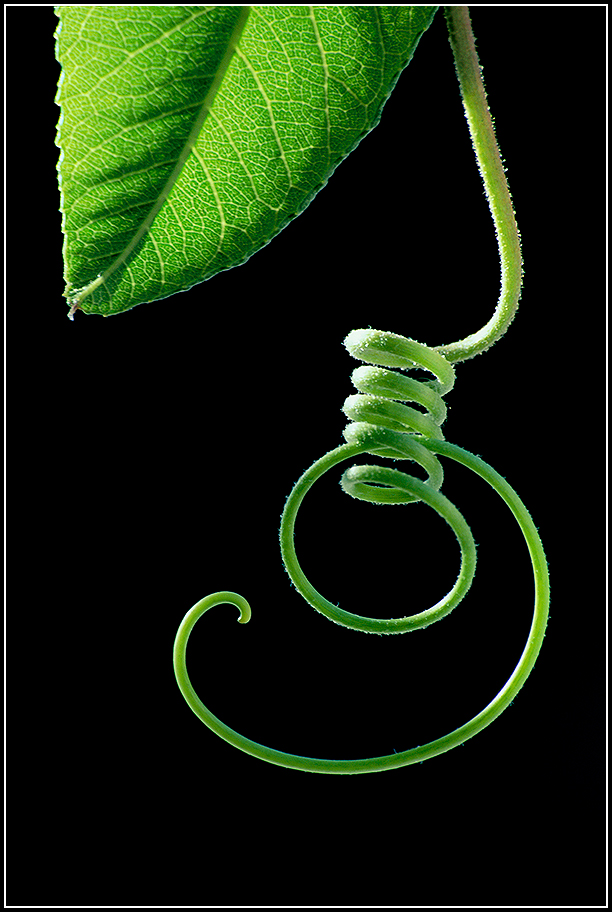 Passiflora Tendril and Leaf Tip ©Mike Spinak