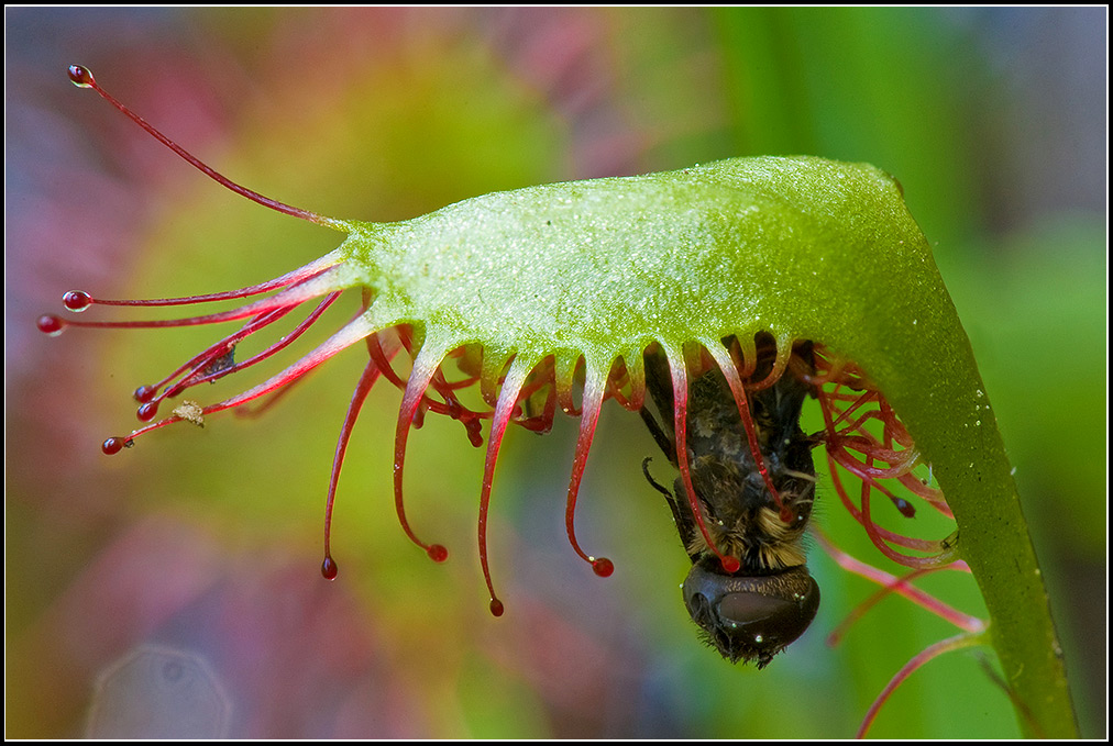 Roundleaf-Sundew