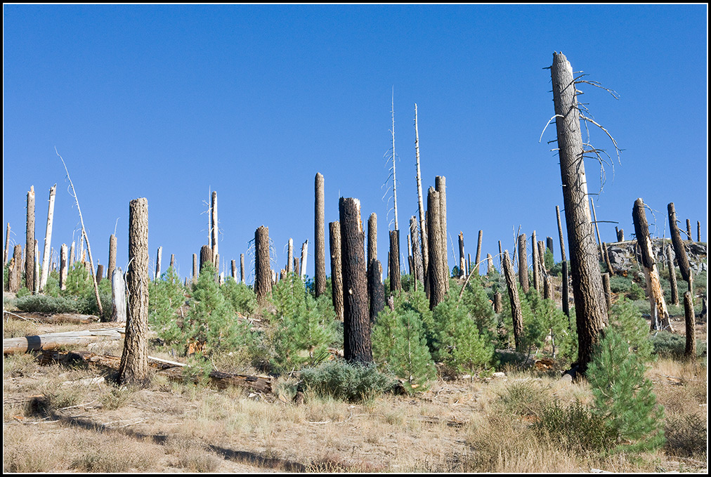 Headless Trees © Mike Spinak