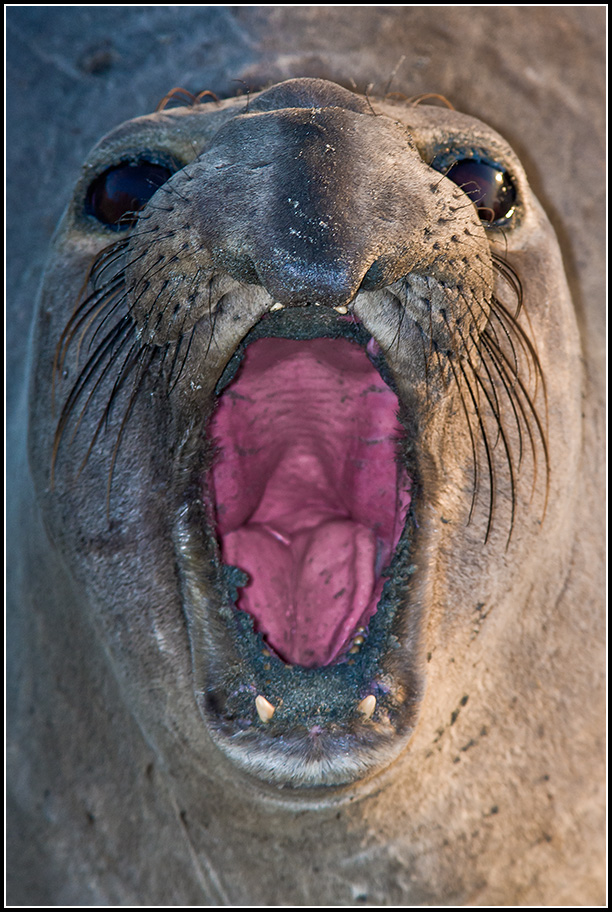 Angry Elephant Seal Cow - Mirounga angustirostris