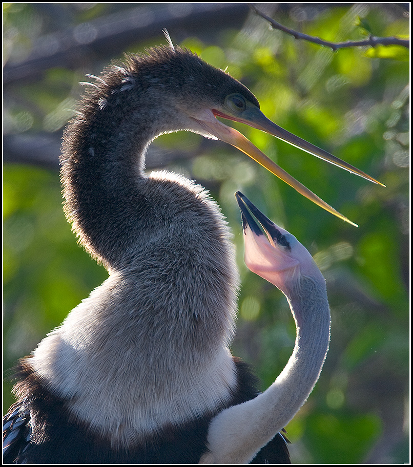 Anhinga Mother and Chick (Anhinga anhinga)