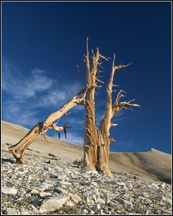 Bristlecone Pines, White Mountains