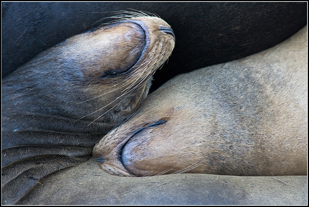 California Sea Lions Sleeping, #2