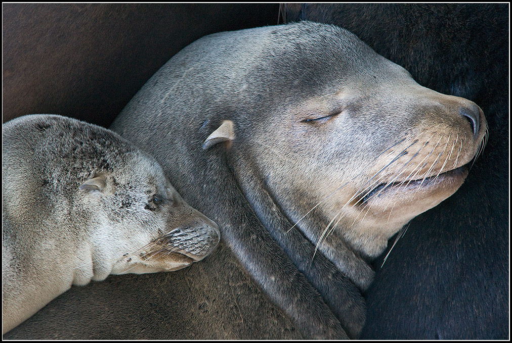 Mother and Child Sleeping Sea Lions
