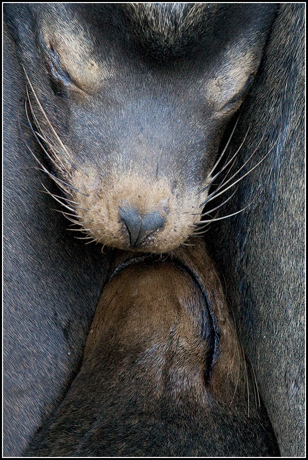 Nose to Nose
