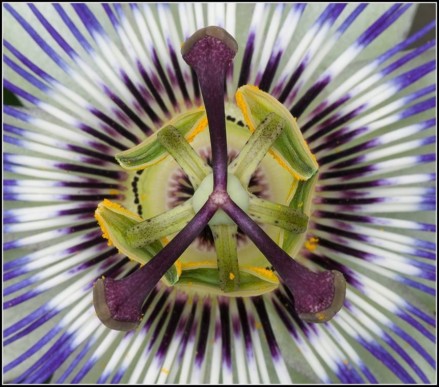 Passion Flower