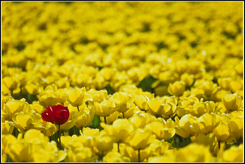 Rebel Tulip