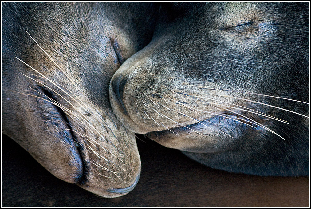 Sleeping California Sea Lions 2