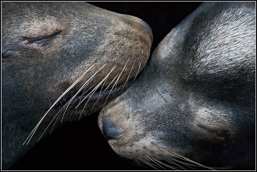 Sleeping California Sea Lions