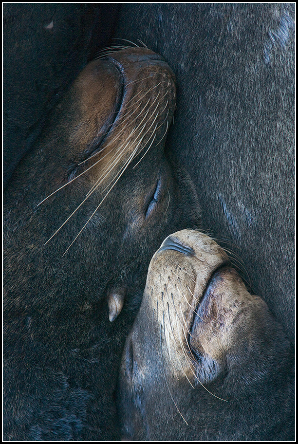 Sleeping Sea Lions, #4