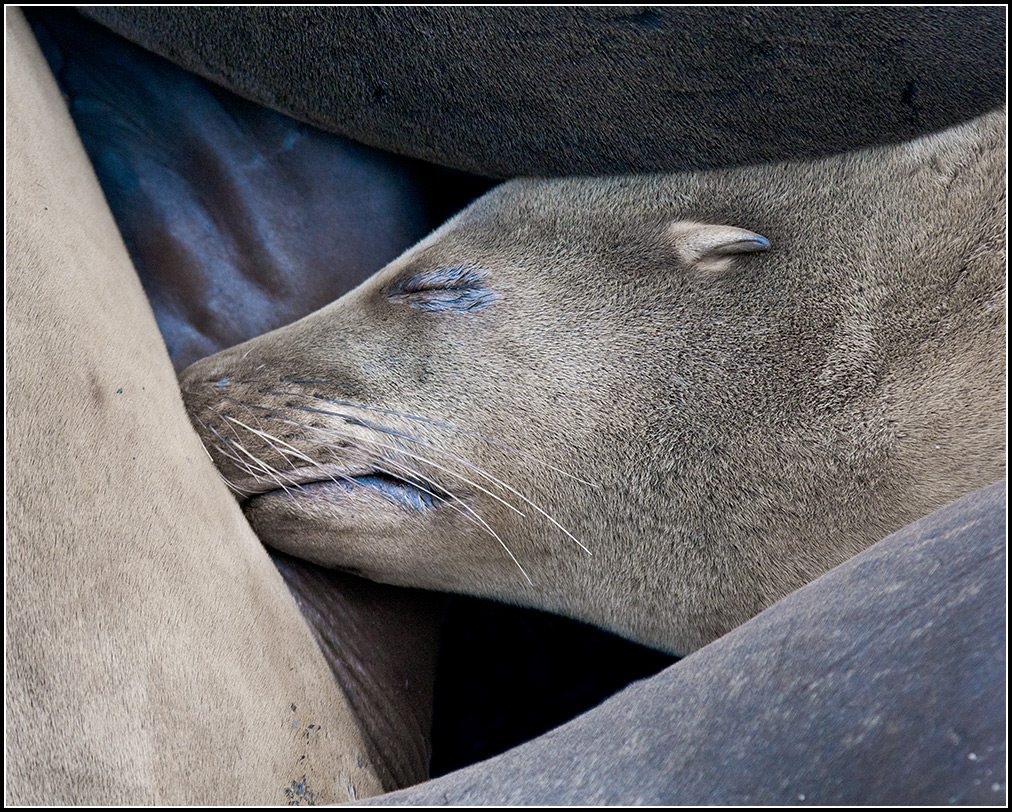 Sleeping Sea Lions, 4