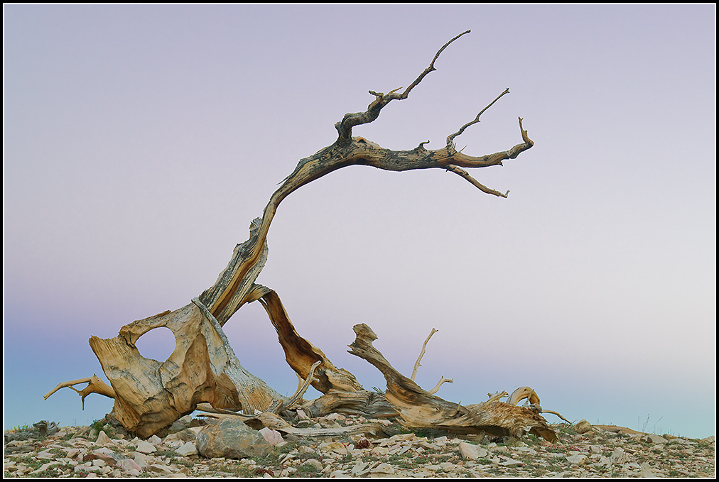 Weathered Bristlecone Pine