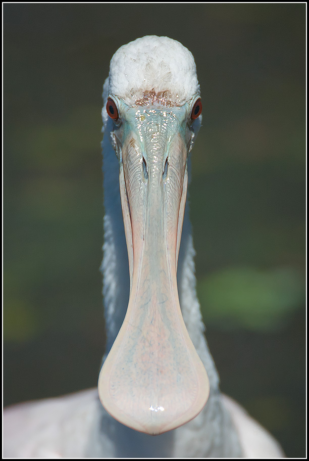 Roseate-Spoonbill-Juvenile