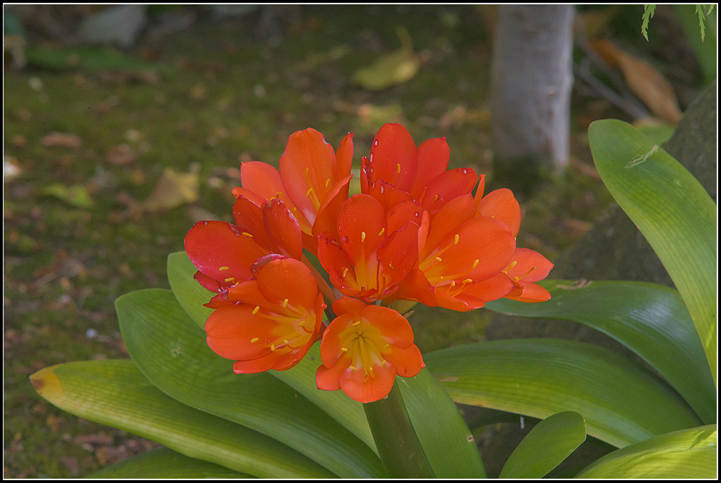 420 mm lens angle of view