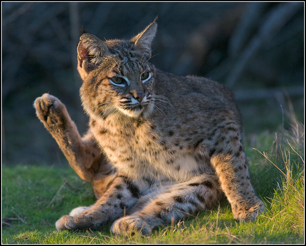 Bobcat #5 (Lynx rufus) ©Mike Spinak