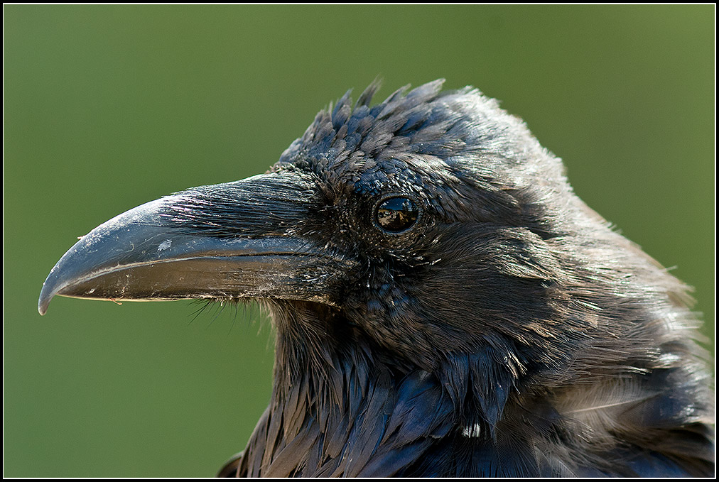 Common Raven (Corvus corax) ©Mike Spinak