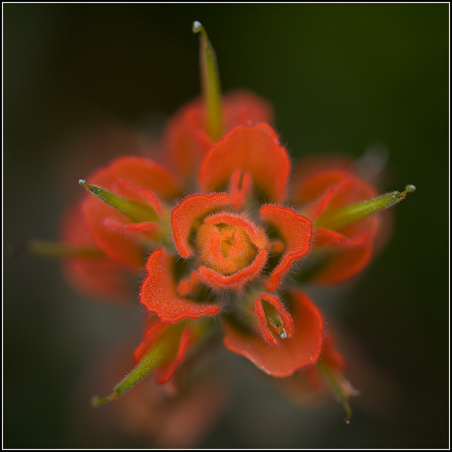Monterey Paintbrush (Castilleja latifolia) ©Mike Spinak