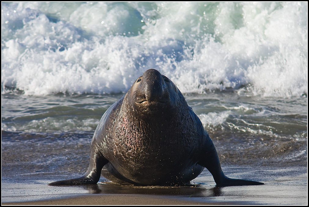 Elephant Seal Bull Coming Ashore, Mirounga Angustirostris ©Mike Spinak