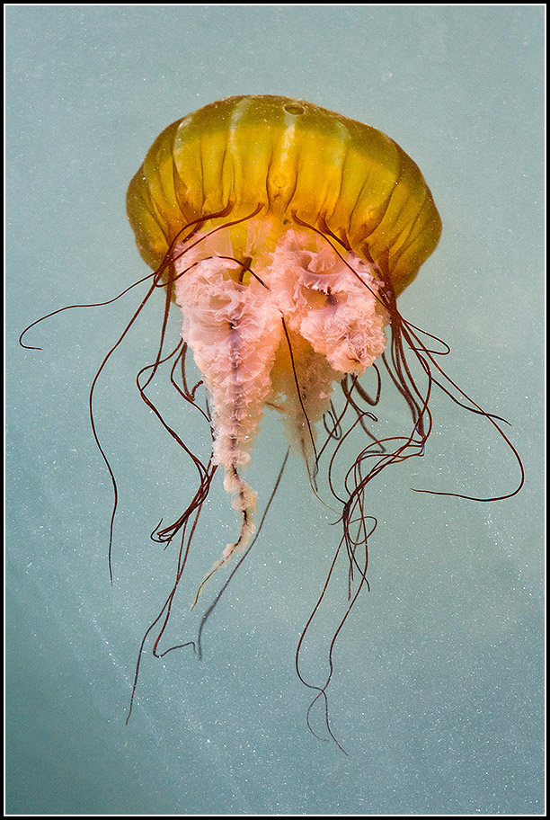 Sea-Nettle-Chrysoara-Fuscescens