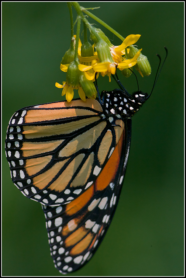 Monarch-Butterfly