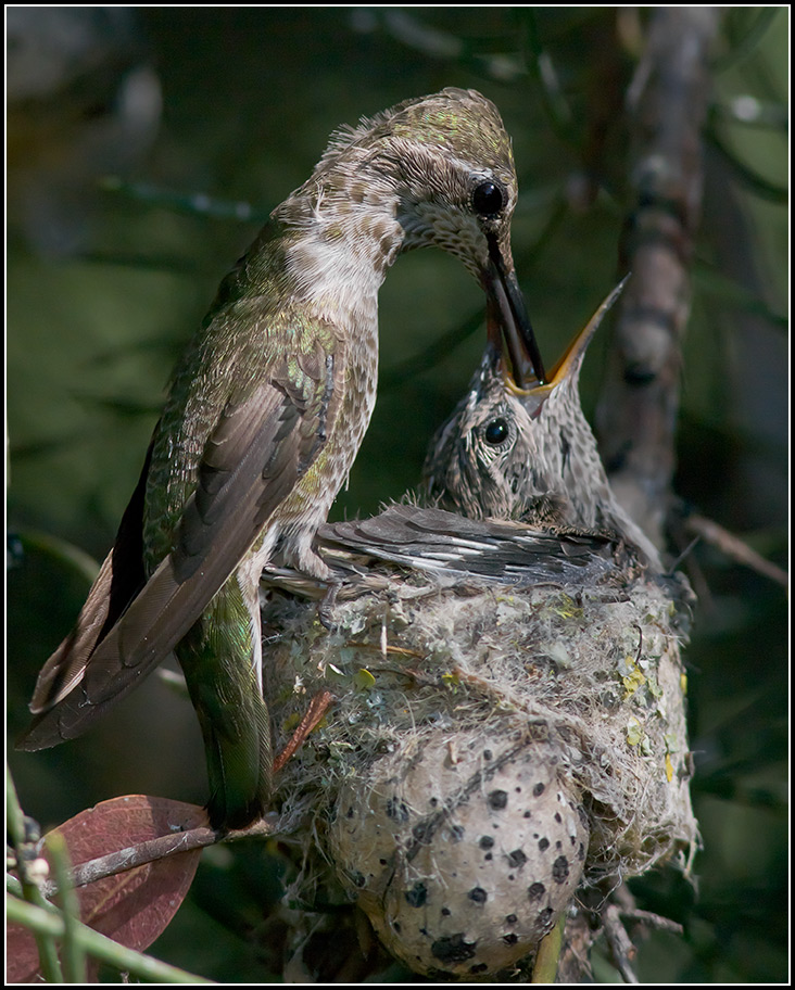 Anna's Hummingbird Mother Feeding-16 Day Old Chick