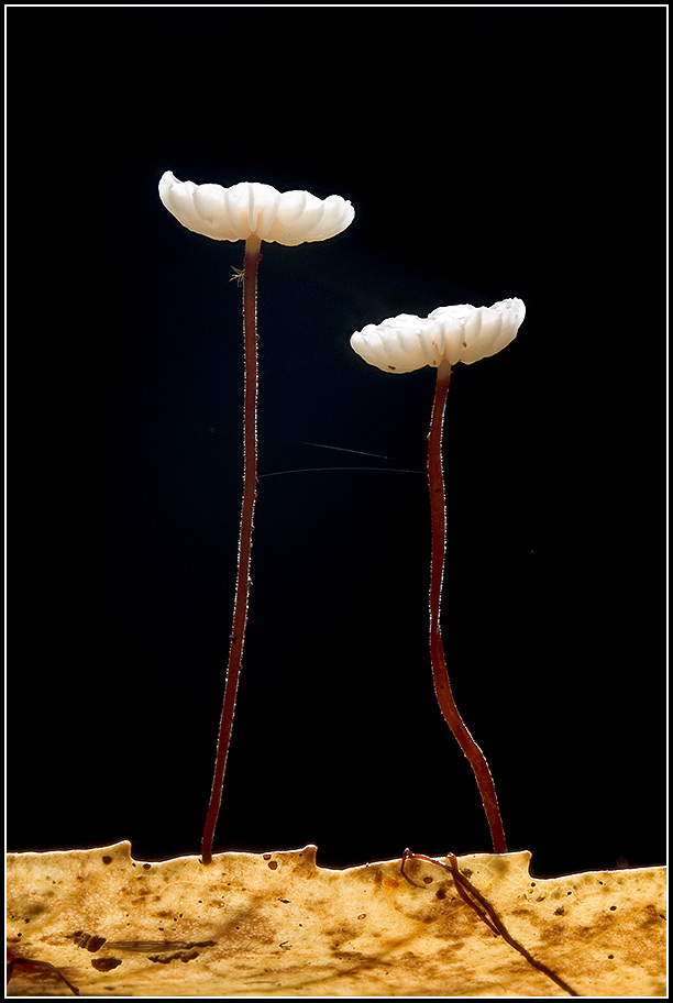 Garlic Mushrooms Growing on a Tanoak Leaf